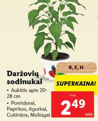 Daržovių sodinukai
