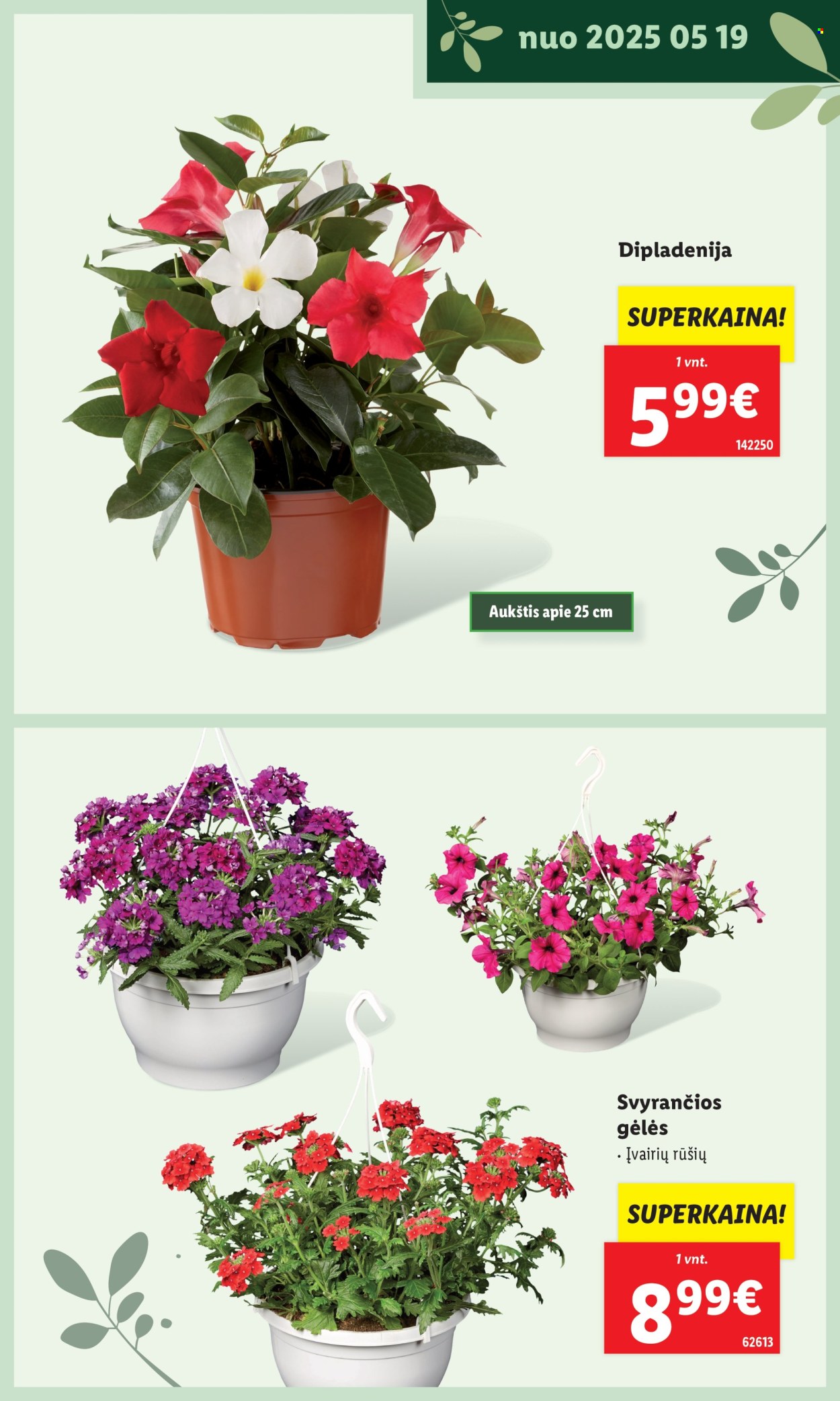Lidl leidinys. Puslapis 1