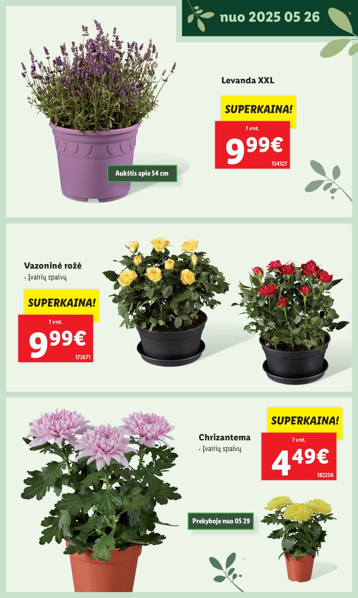 Lidl leidinys. Puslapis 1