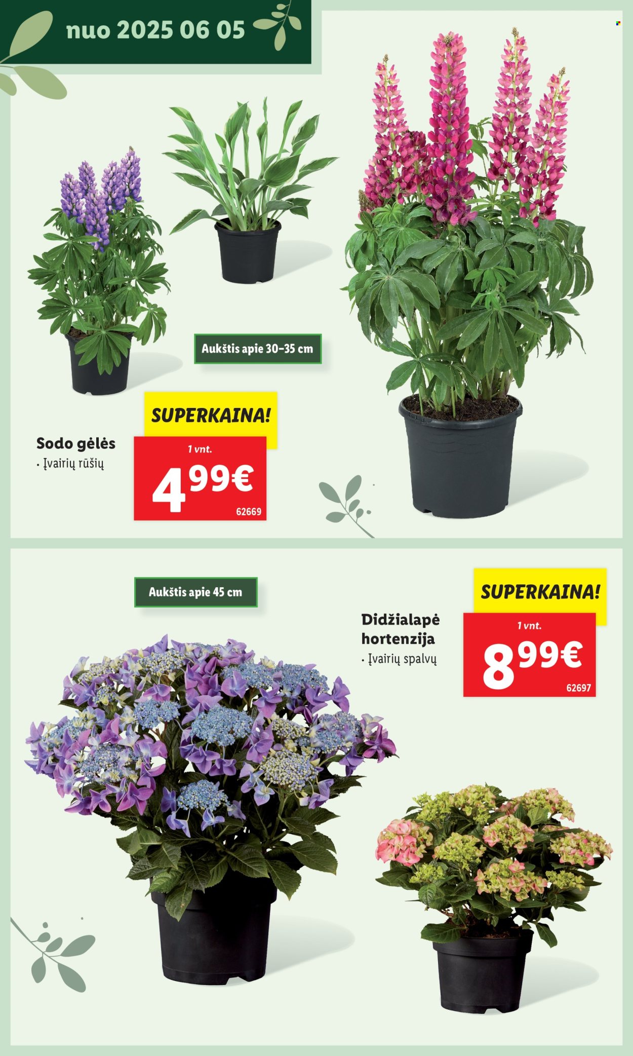 Lidl leidinys. Puslapis 1