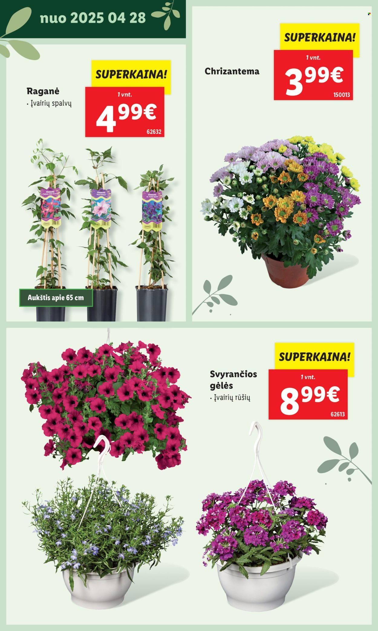 Lidl leidinys. Puslapis 1