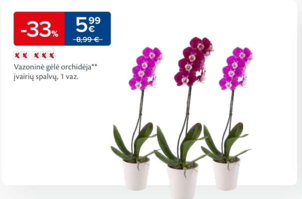 Vazoninė gėlė orchidėja